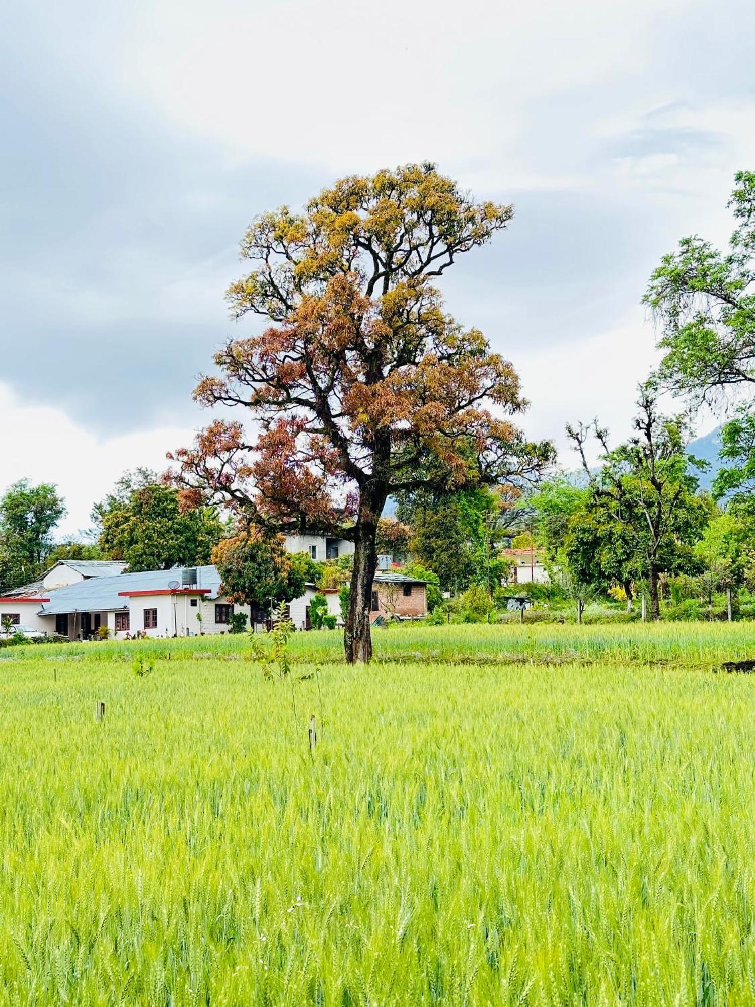 Dreamwoods A Travellers Farm Hostel Dharamshala Bagian luar foto
