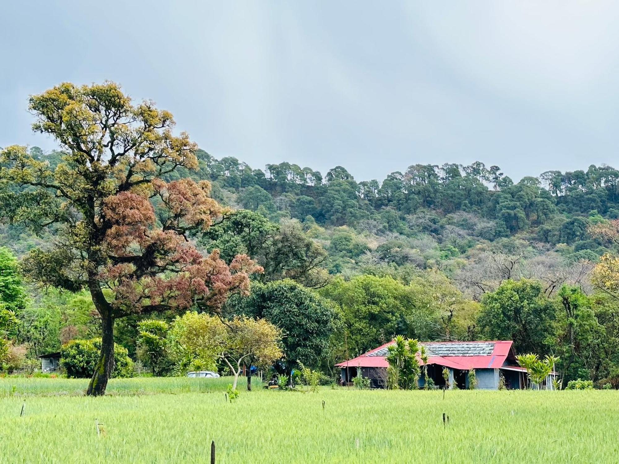 Dreamwoods A Travellers Farm Hostel Dharamshala Bagian luar foto